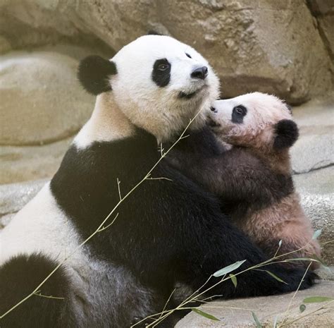 Frances First Baby Panda Made His Debut At The Zoo Hellogiggles