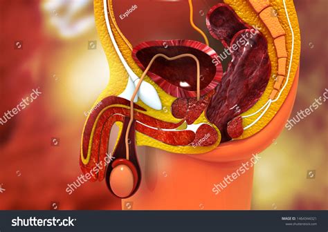 anatomy male reproductive system cross section illustration de stock 1464344321 shutterstock
