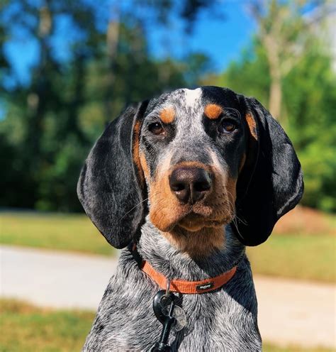 15 Reasons Why Coonhounds Are The Best Dogs Ever Page 4 Of 5 Pettime