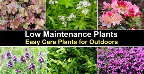 24 Low Maintenance Plants With Pictures For Easy Identification