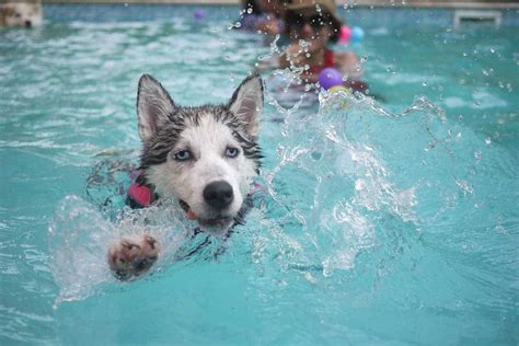 5 Summertime Pool Safety Tips For Your Dog With Dr Carol Osborne
