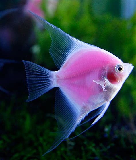 Beautiful Angel Fish Bdonornot56