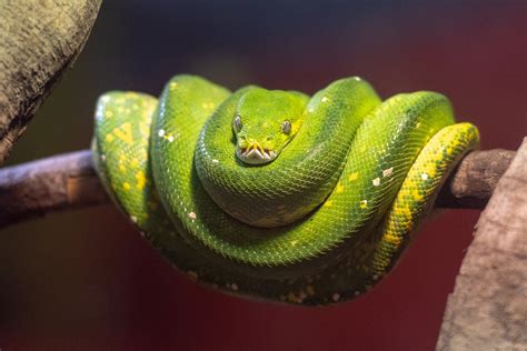 Green Tree Python Free To Use Images