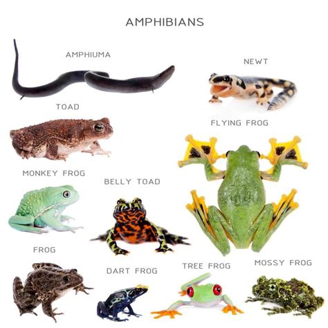 Amphibia Characteristics And Classifications 88guru