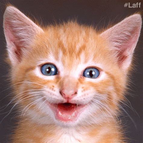 Cat Celebrate  By Laff Find And Share On Giphy