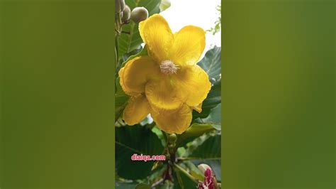Bunga Simpur Air Youtube