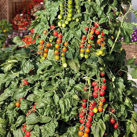 Tomato Sugar Gloss F1 Seeds From Mr Fothergills Seeds And Plants
