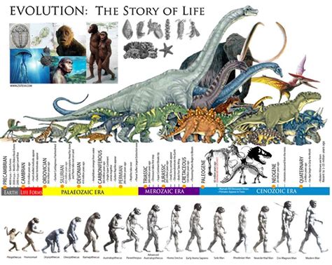 Evolution The Story Of Life │ The Prehistoric Eras │ Dinosaur Timeline Human Evolution