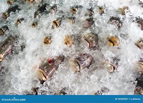 Fresh Frozen Fish On Ice Stock Image Image Of Consume 46909581