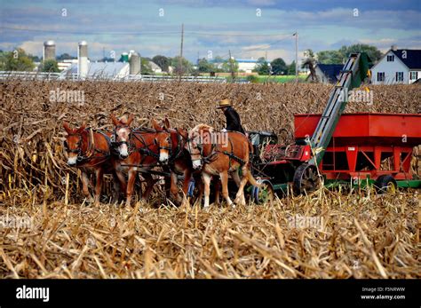 Lancaster County, Pennsylvania: Amish farmer working a field of dried