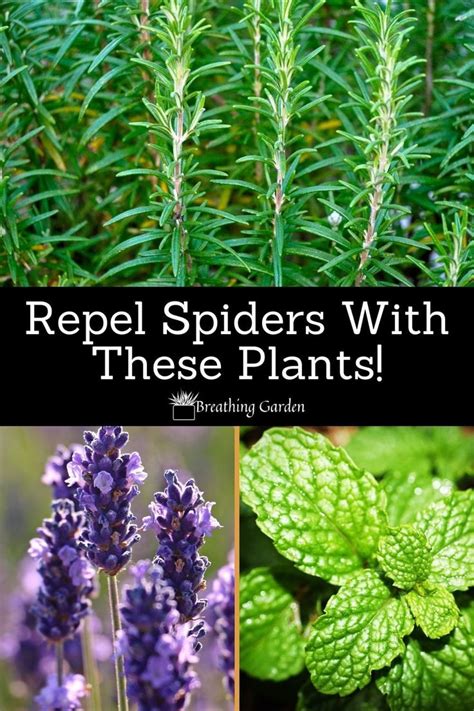 Which Of These 10 Plants That Repel Spiders Should You Grow At Home