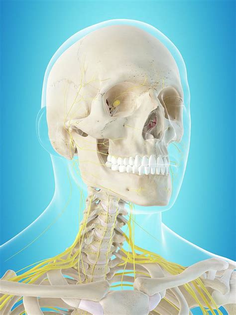 Human Nervous System Photograph By Sciepro Fine Art America