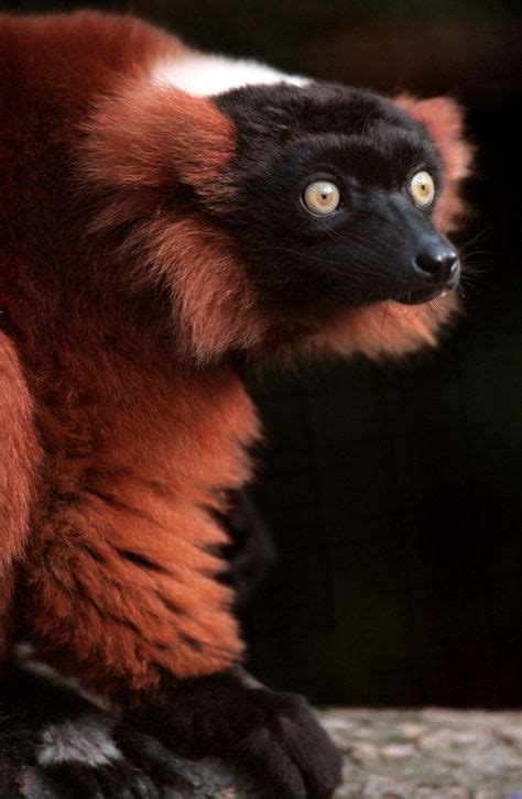 130 Strepsirrhini Ideas In 2021 Primates Lemur Mammals