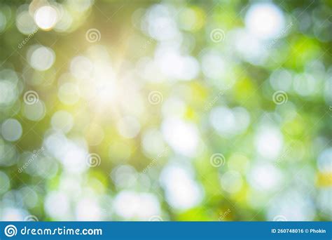 Abstract Green Foliage And Tree In Jungle Blur With Sun Light Spring