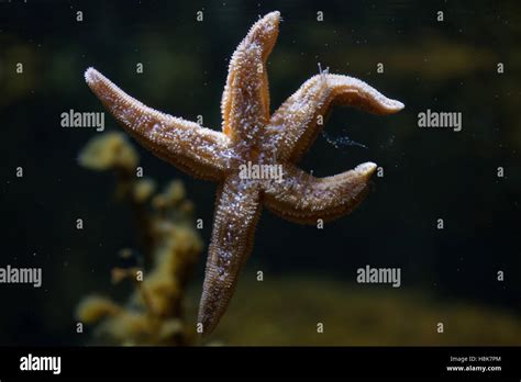 Common Starfish Asterias Rubens Also Known As The Common Sea Star