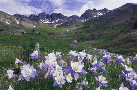 Mountains And Wildflowers In Alpine Meadow Blue Columbine Colorado
