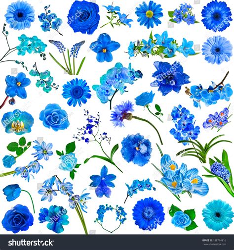 Collection Set Blue Flowers Isolated On Stock Photo 188714816