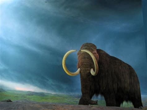 Should Scientists Attempt To Clone A Wooly Mammoth Mpr News