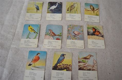 Vintage Bird Cards From Childrens Educational Bird Card Game Etsy