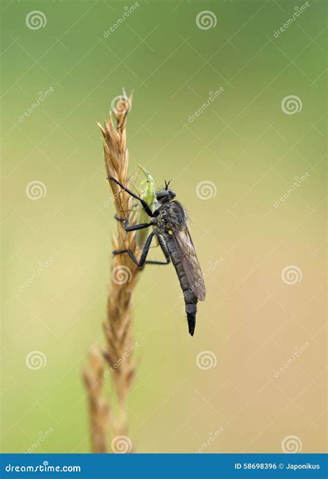 Gadfly On Grass Stock Photo Image Of Gadfly Isolation 58698396