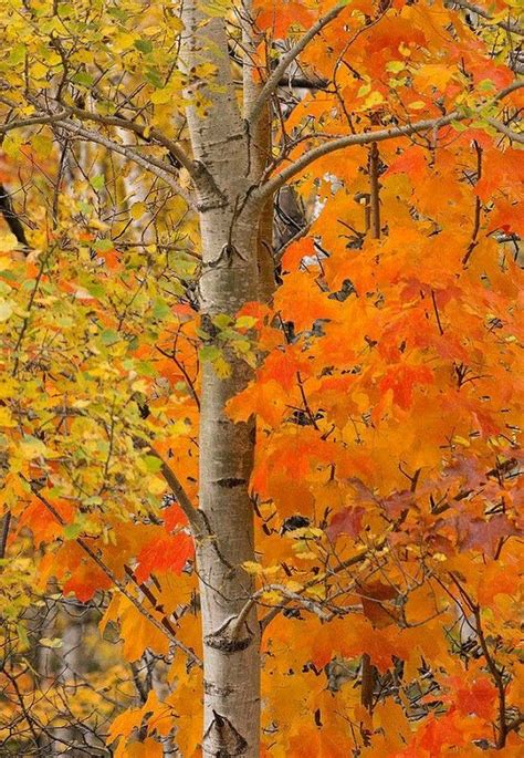 Pin By Sami Salvail On Autumn Autumn Trees Beautiful Tree Beautiful