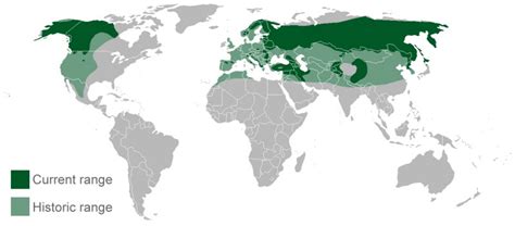 Abes Animals Green Range Maps Of The Brown Bear Top And Gray Wolf