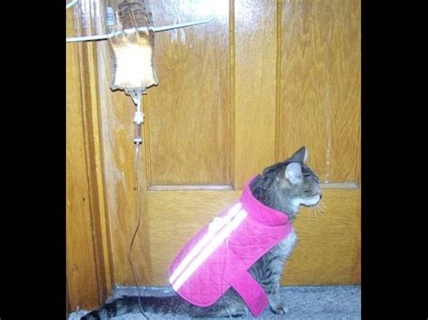 Objectives the purpose of this study was to survey owners regarding their practices and experiences with the administration of subcutaneous (sc) fluids at home to cats with chronic kidney disease (ckd) to gain insight that might help more owners be successful with the procedure. How to Give Subcutaneous Sub Q Fluids to your Squirmy Cat ...