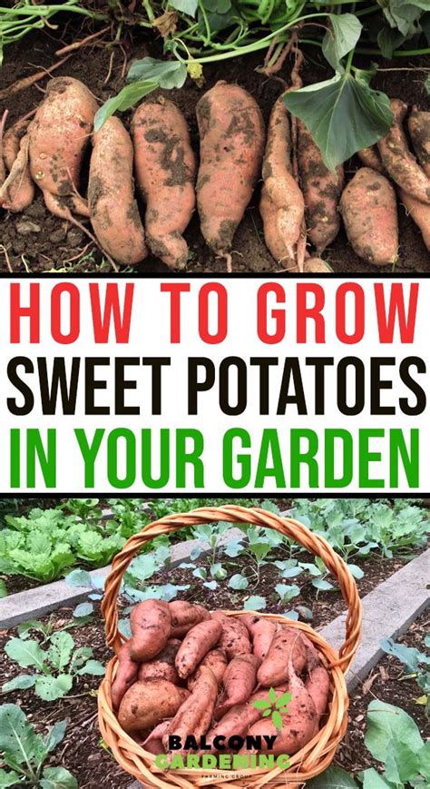 How To Grow Sweet Potatoes In Your Garden In 2020 With Images