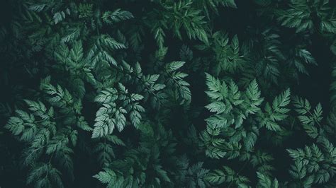Download Wallpaper 2560x1440 Leaves Green Dark Plant