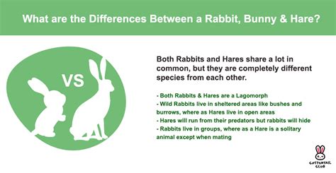 What Are The Differences Between A Rabbit Bunny And Hare Cottontail Club