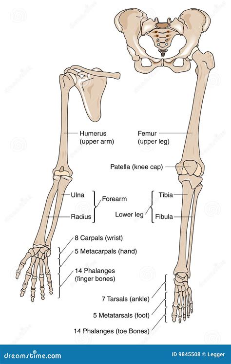 Lower Extremity Bones Anatomy Anatomy Lower Bones Limb Knee Leg Femur Diagram Human Patella