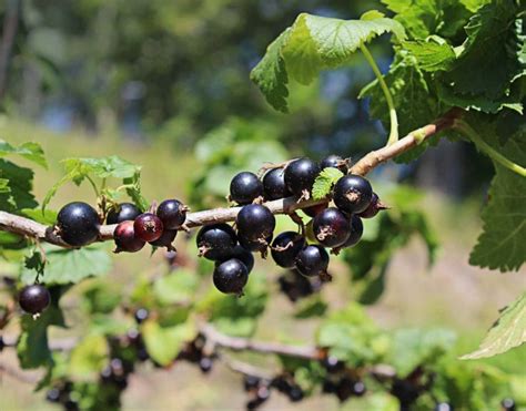Black Currant Cultivation Varieties And Planting Agri Farming