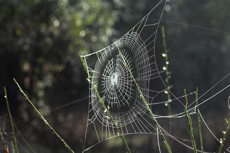 Spider Web Photos Weneedfun