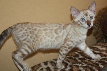 ~~bengal cats, bengal kittens, bengal kittens for sale, bengal cats for sale, bengals for sale, bengal breeders our kitties came from as far as montreal (with a father born in france) to as close as central florida. Snow Bengal kittens, Snow Bengal kittens for sale, Bengal ...