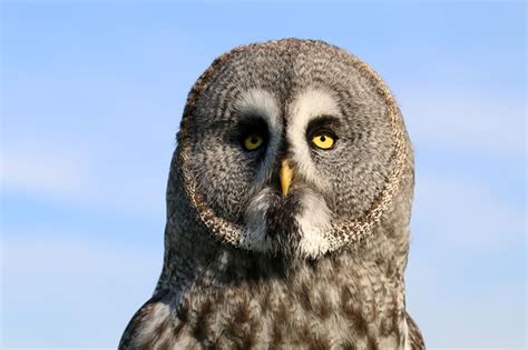 Why Do Owls Have Flat Faces The Facts Explained
