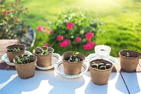 Hardening Off Seedlings And Avoiding Transplant Shock