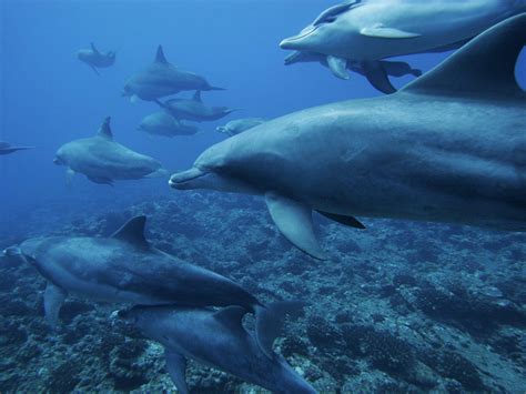 Hd Ocean Monochrome Dolphins Underwater Sea Photo Gallery Wallpaper