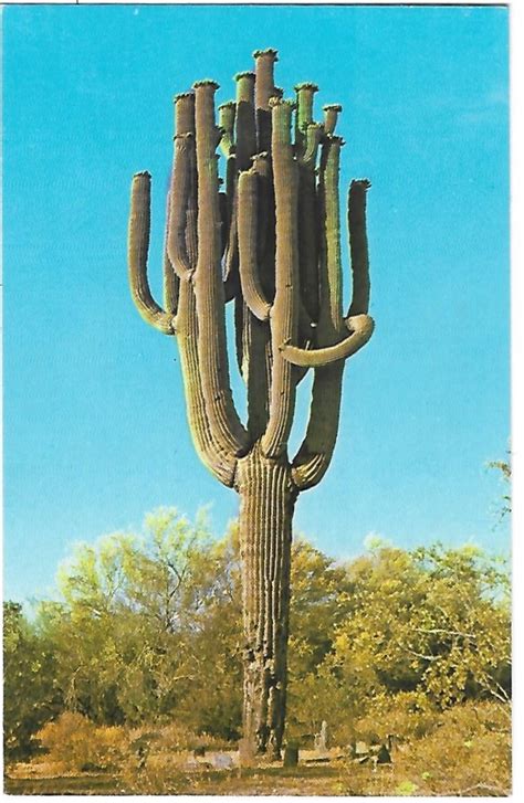 Saguaros Giant Cactus Sentinels Of The Sonoran Desert Hubpages