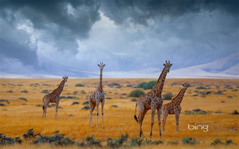Small Herd Of Giraffes Namibia Hd Wallpapers