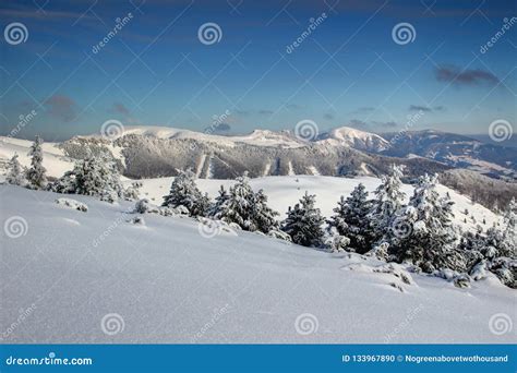 Snow Covered Pine Trees And Rounded Peaks Fatra Range Slovakia Stock