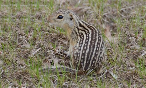 Top 20 How To Get Rid Of A Ground Squirrel