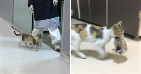 In short, a cat cannot be diagnosed as autistic. Stray Mama Cat Brings Her Sick Kitten To Hospital So ...