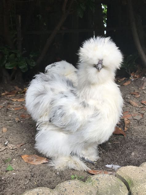 Young Silkie Blue Paint Rooster Silkie Chickens Silkie Chickens