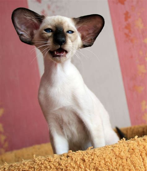 Siamese Cat Ears