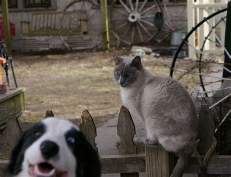 The 39 Funniest Animal Photobombs Of All Time