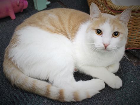 Herring Male Domestic Short Hair Cat In Nsw Petrescue