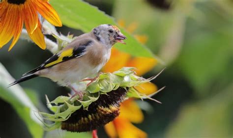 What Birds Eat Black Oil Sunflower Seeds A Detailed Answer