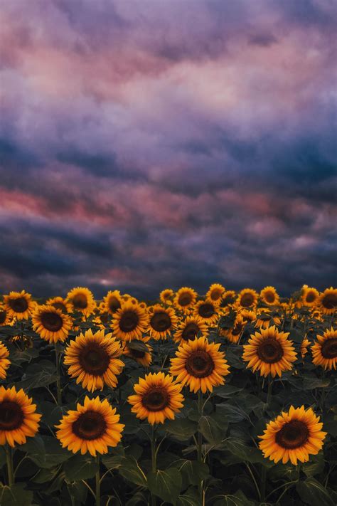 Aesthetic Flowers Nature Photography References Mdqahtani