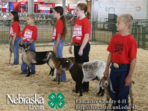 4 H Goat Photos 2009 Lancaster County Fair Nebraska Extension In Lancaster County