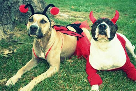 Best Of Oug Top Dog Halloween Costumes Naperville Edition Photos